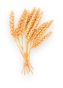 Wheat